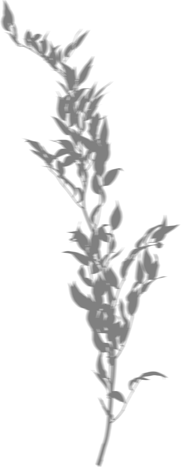 Blurred Long Bush Shadow