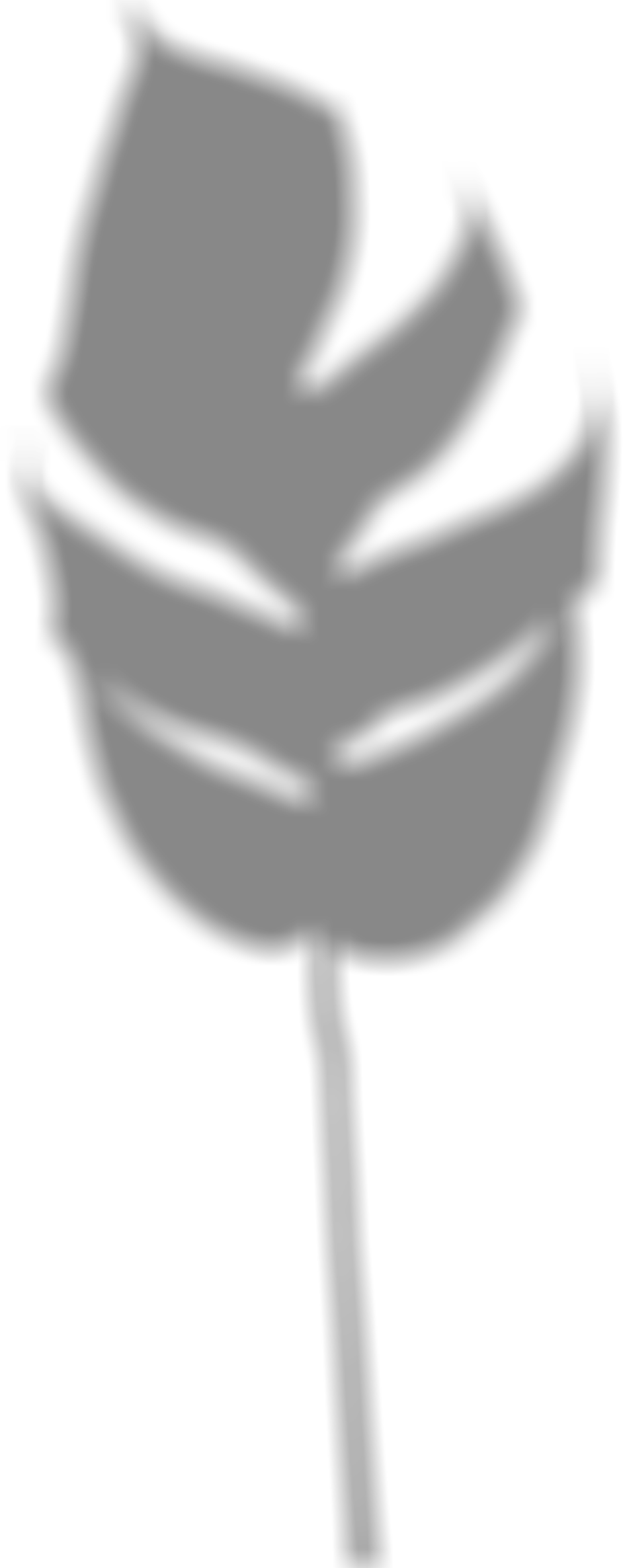 Blurred tropical Leaf Shadow